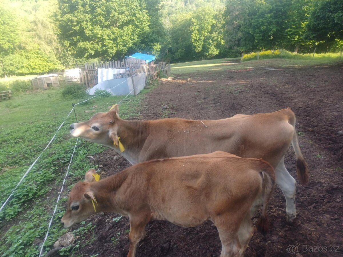 Prodám Jersey jalovice