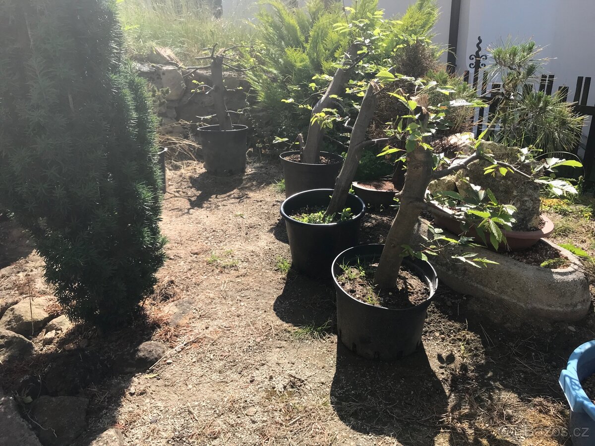 Bonsaj bonsai