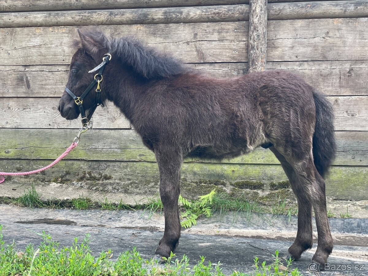 Shetland pony s PP