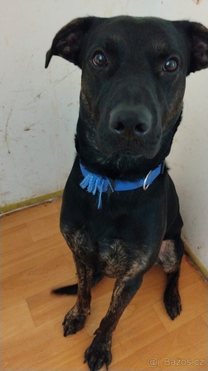 Roky kříženec labradora