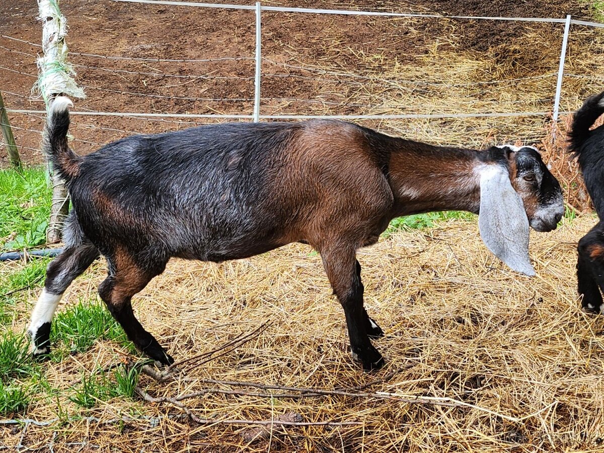 Dotační AN kozlík- Geralt