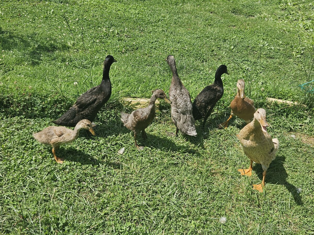 Indický běžec
