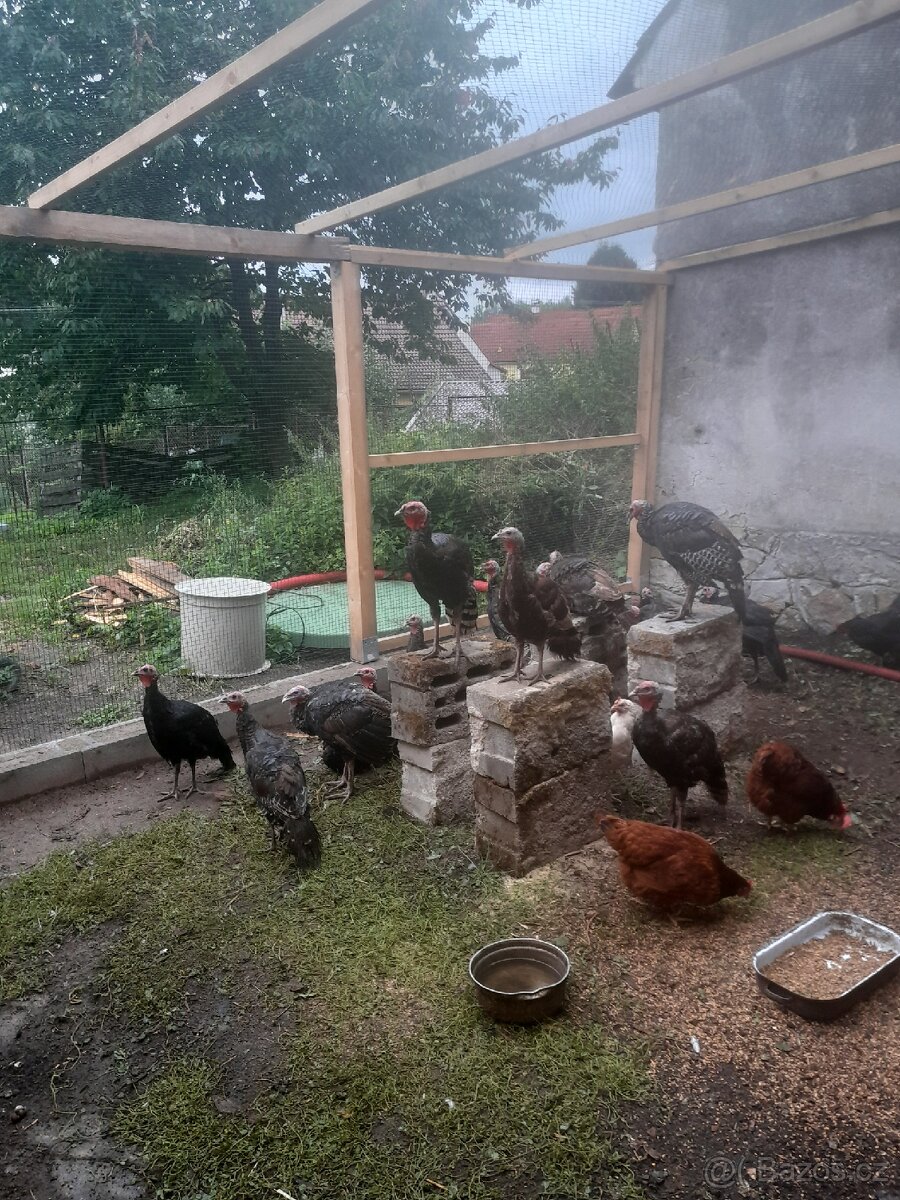 Prodám krůty