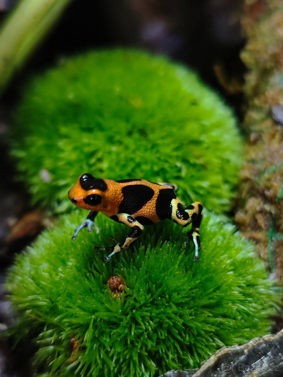 ✨ Ranitomeya chazuta – malý drahokam z peruánského pralesa ✨
