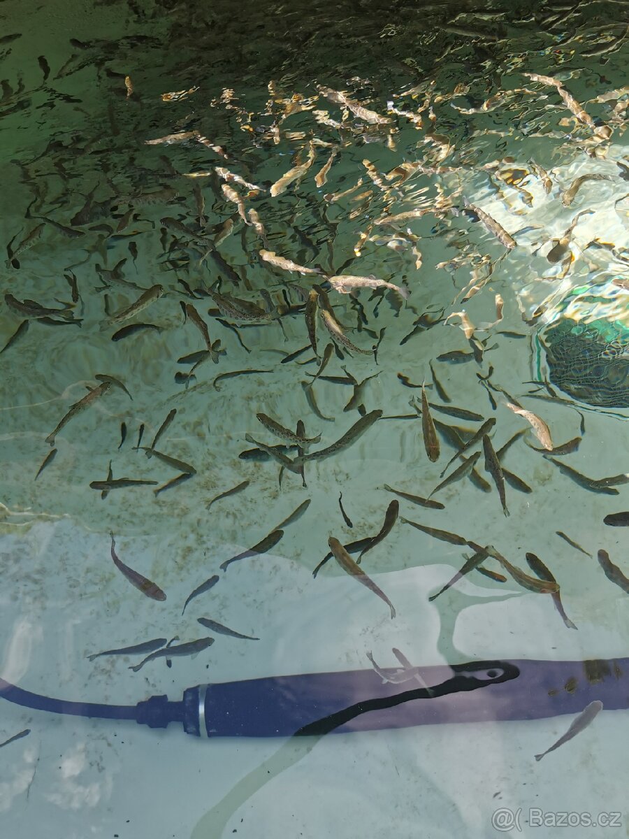 Nasada pstruha duhového, jesetera a úhoře