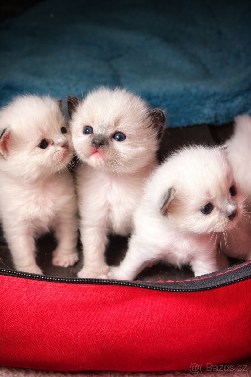 Rezervace koťat