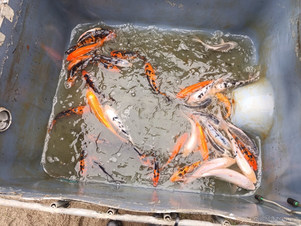 Koi kapr