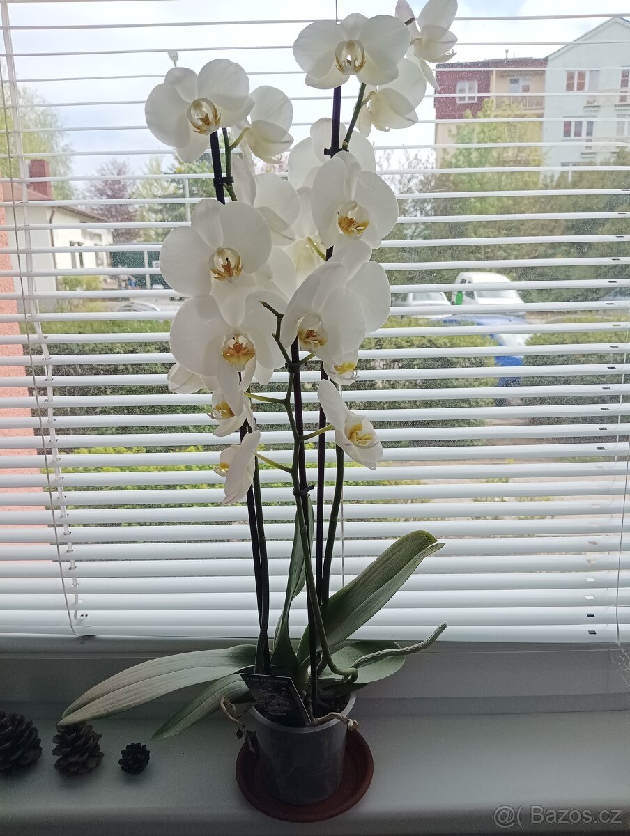 Květina Phalaenopsis