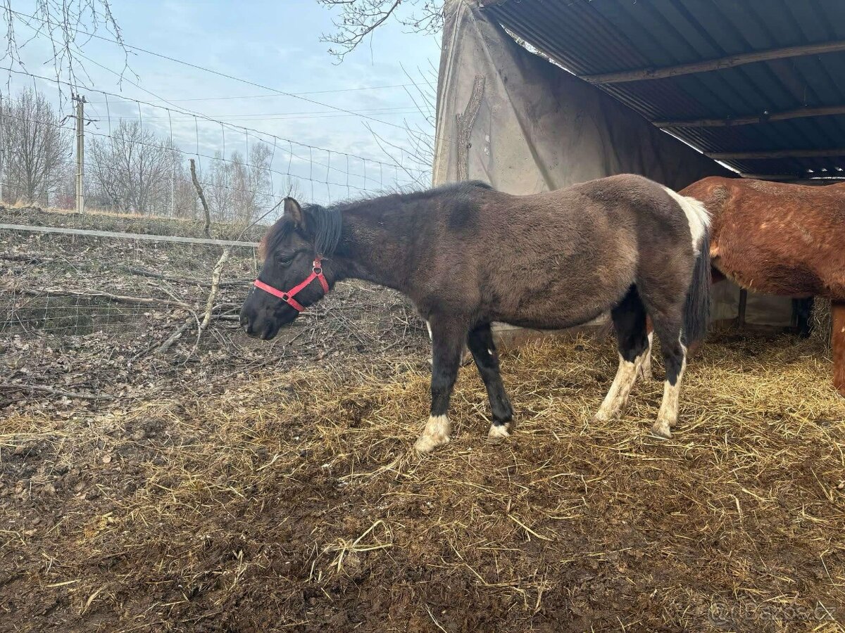 Huculská klisna 14 let