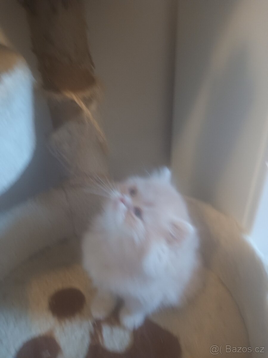 Perské kotě