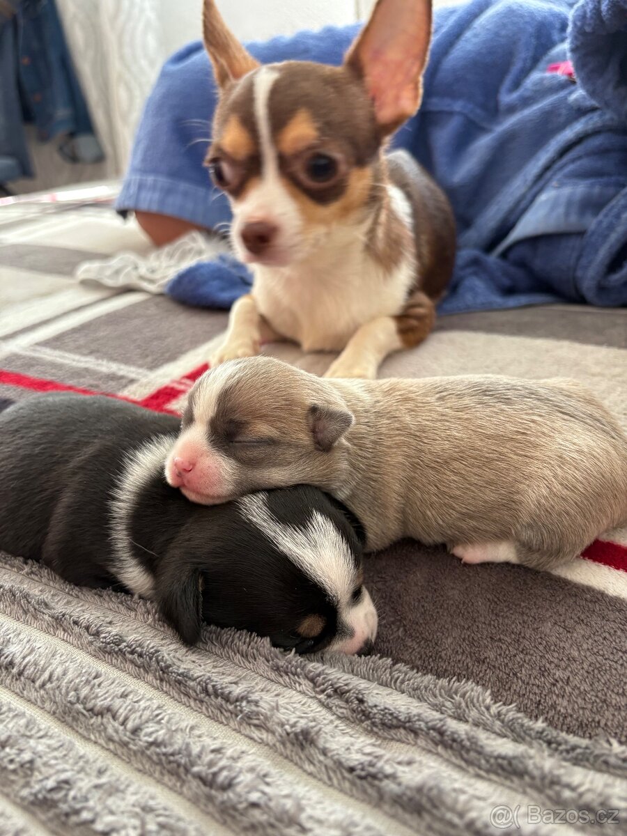 Mini civava
