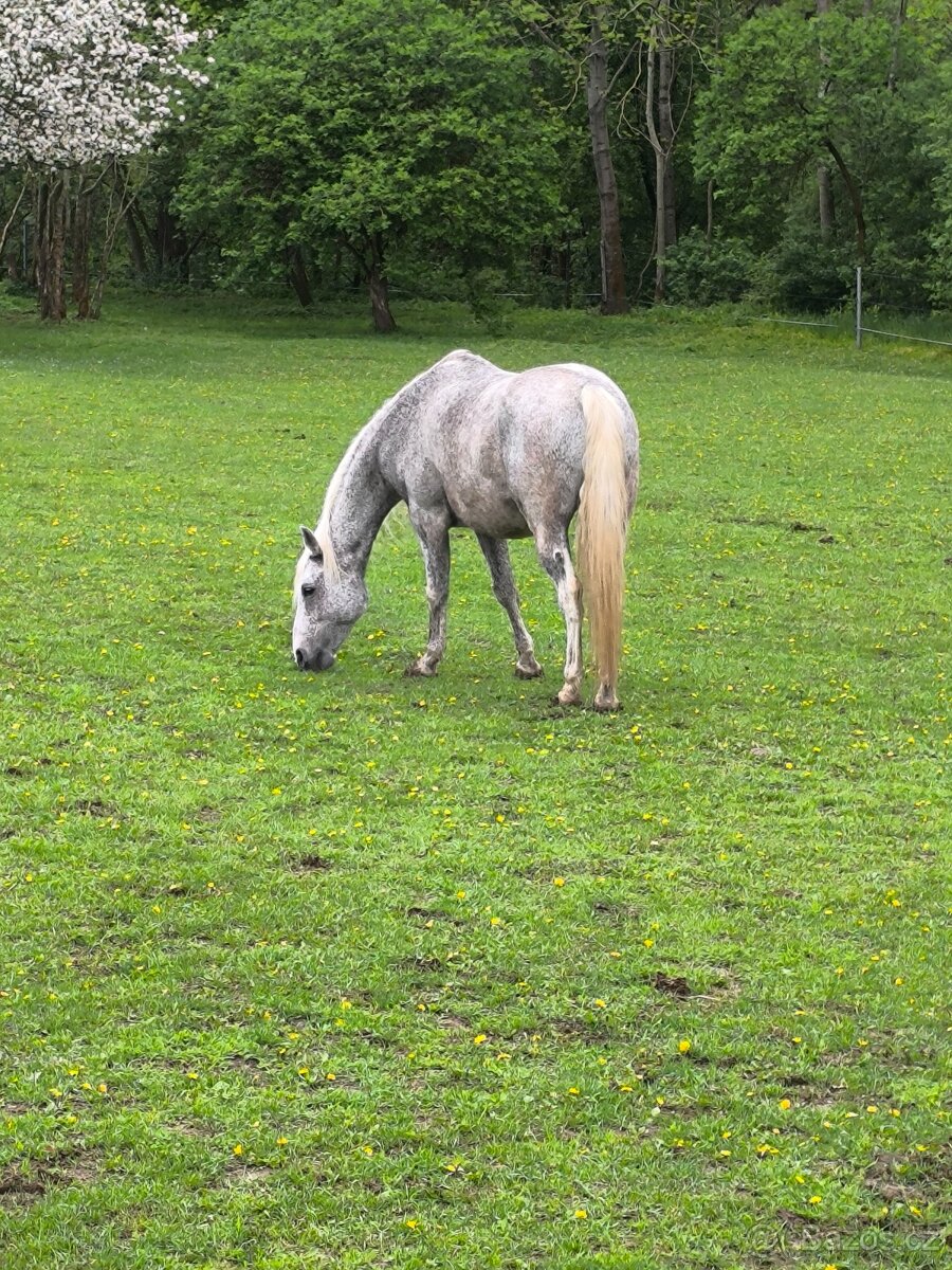 Společník