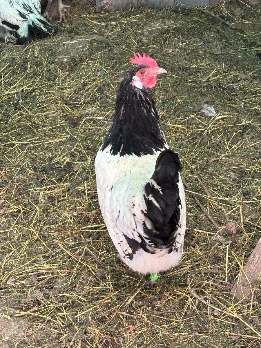 Chovný kmen lakenfeld