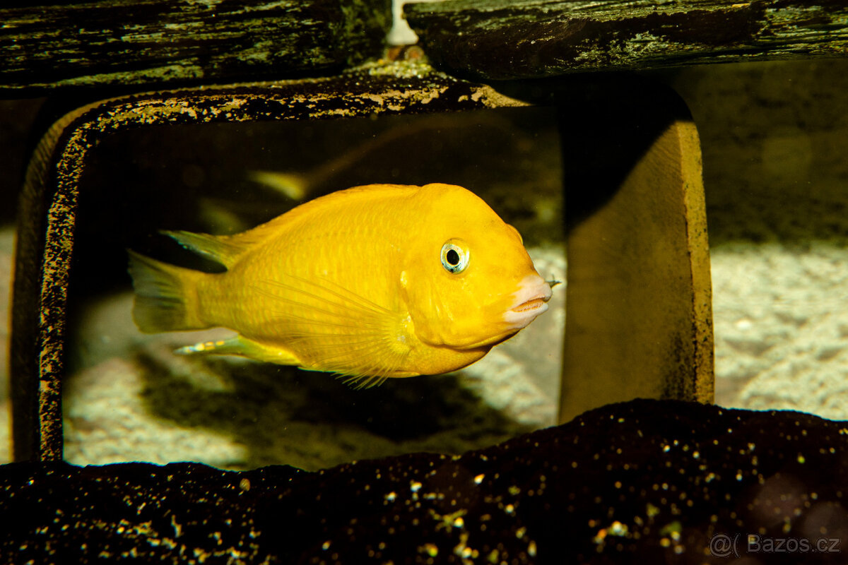 Tropheus sp. black Kiriza Gold