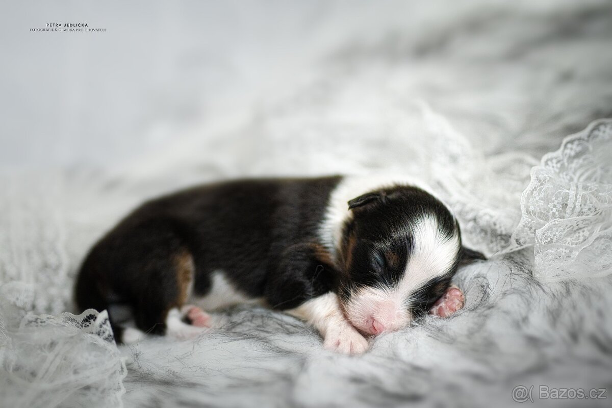 Australský ovčák s PP FCI