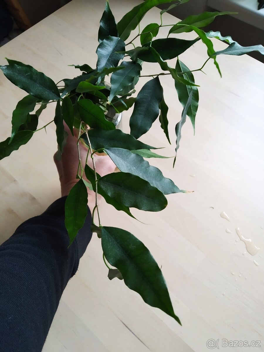 Fikus Benjamin zakořeněné řízky