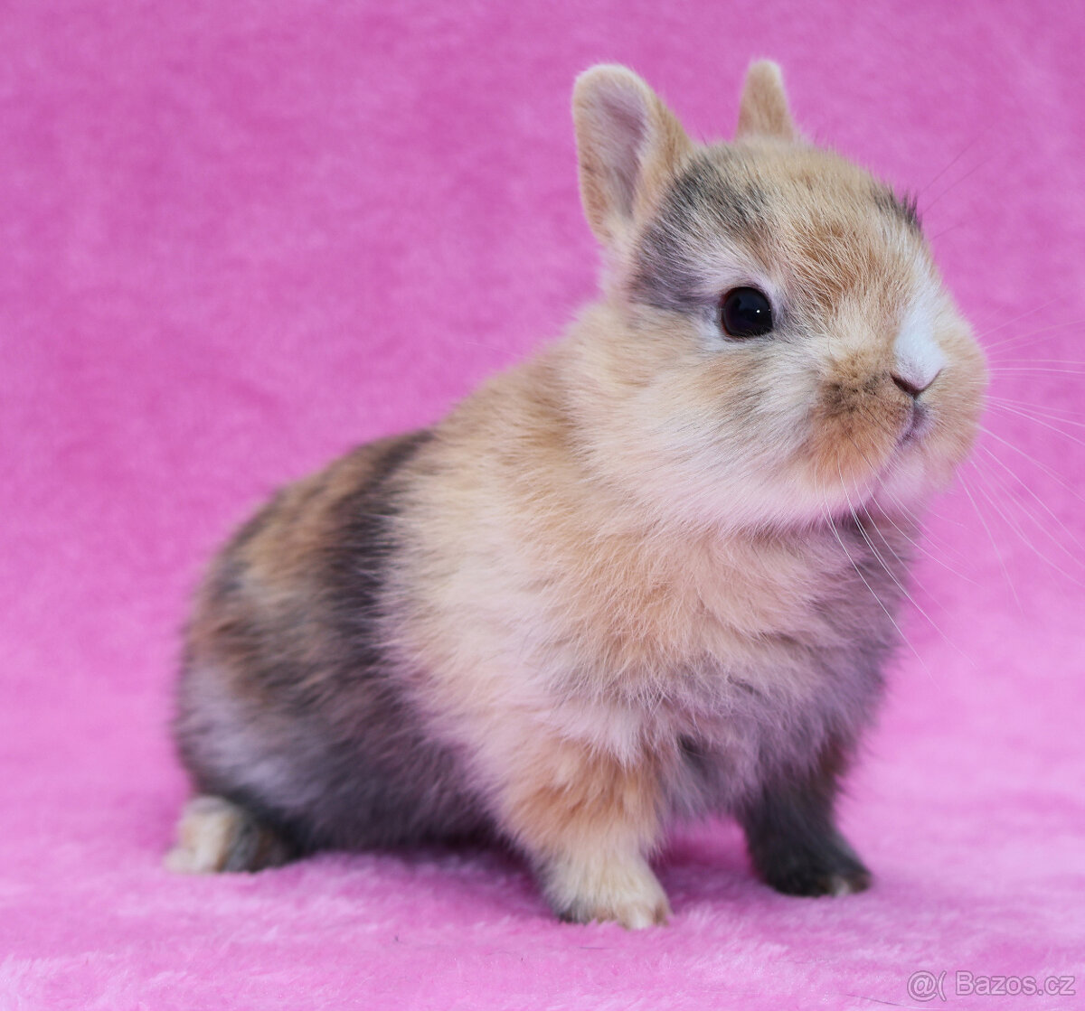 Zakrslý krátkouchý králíček , malinká samička .