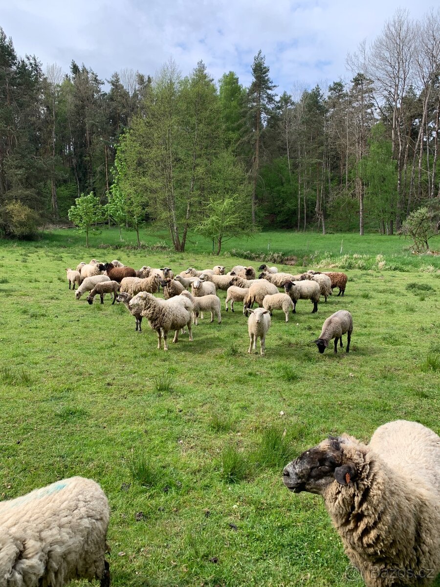 Jehňata na prodej