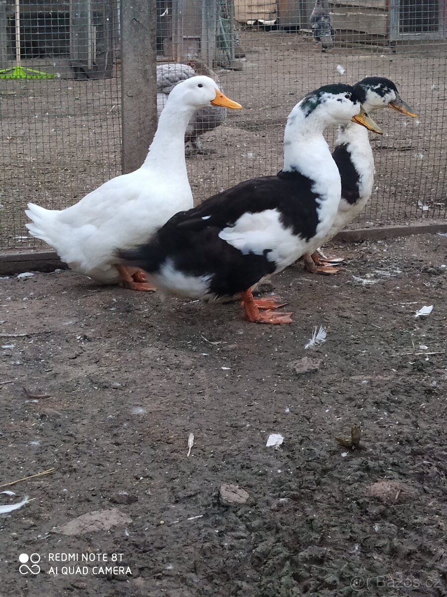 Kachna pekingska