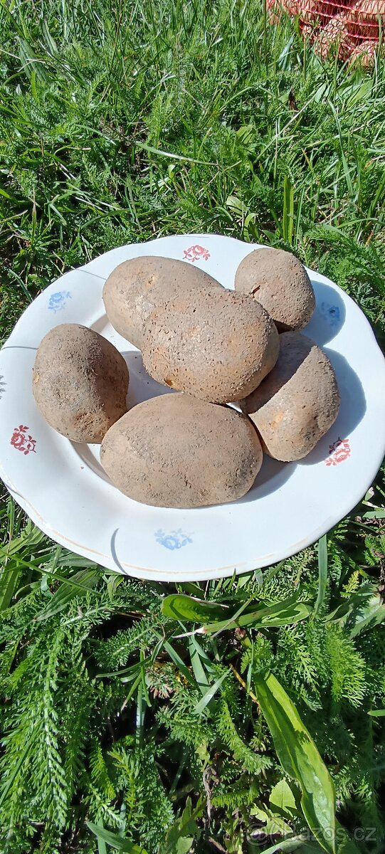 Konzumní brambory ADÉLA