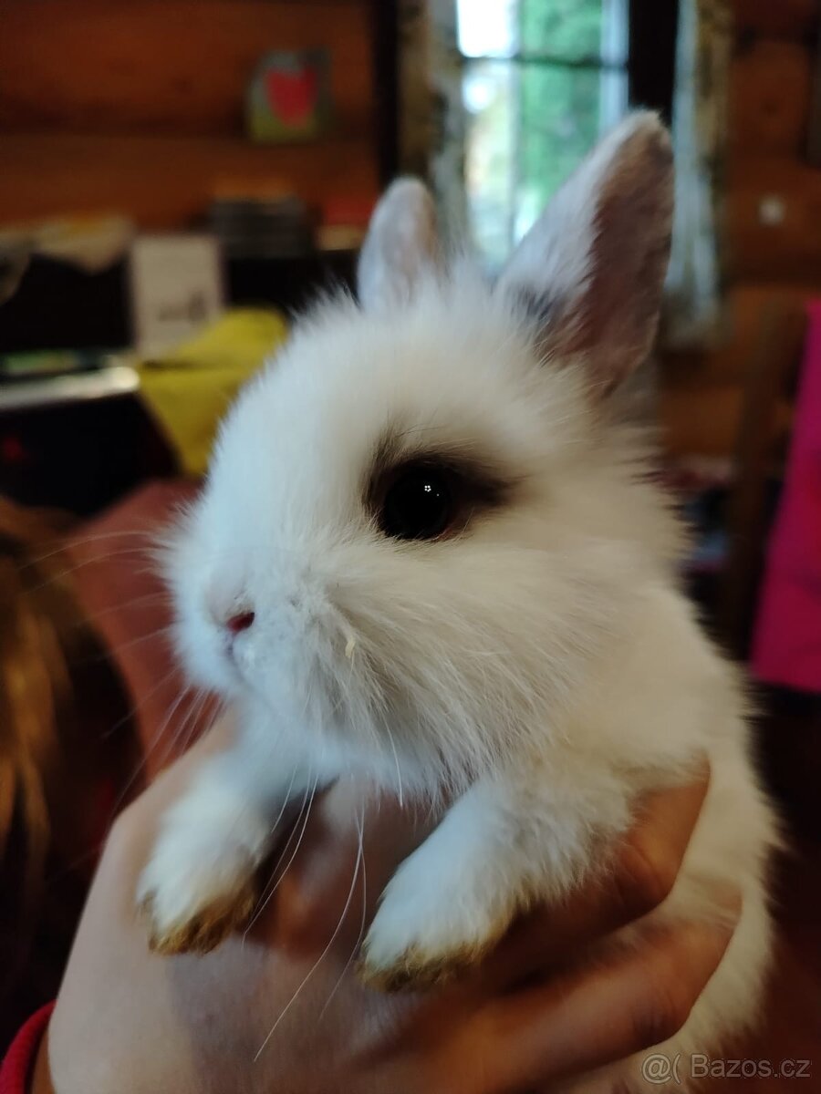 Zakrslý králík, králíček Kaktus