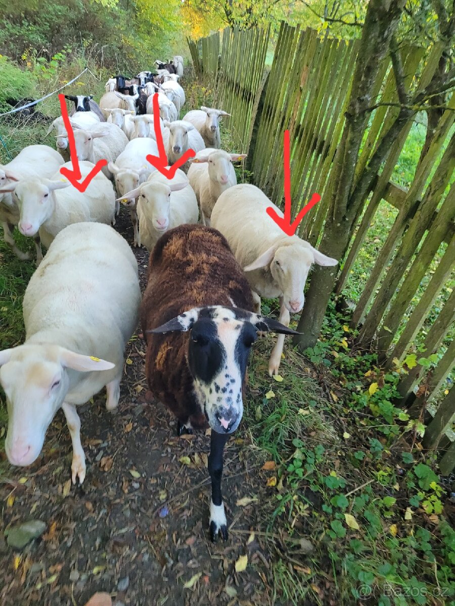 Přípuštěné východofríšské jehnice