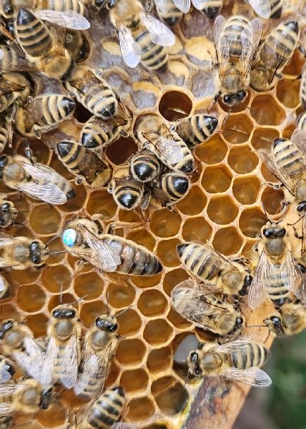 prodám přezimované včelí oddělky , včelstva , včely