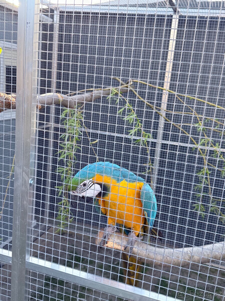 Koupím samičky kakadu růžový Lutino