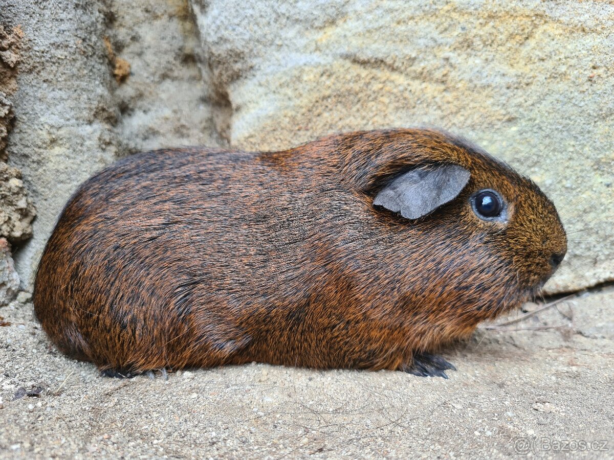 Morče - kluk, věk rok a kousek