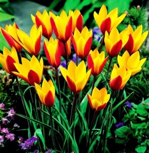 Tulipán Cynthia 5 ks cibulek