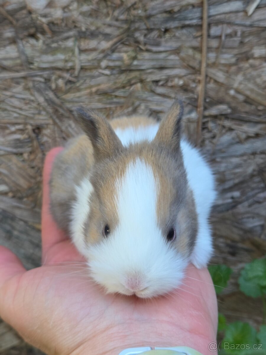 Mini  králíčci k   odběru