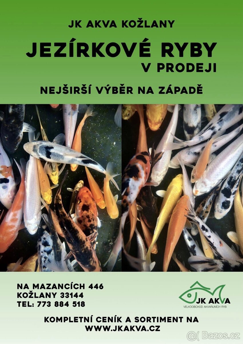 Ryby do jezírek Koi Karas zavojnatka jeseter a další