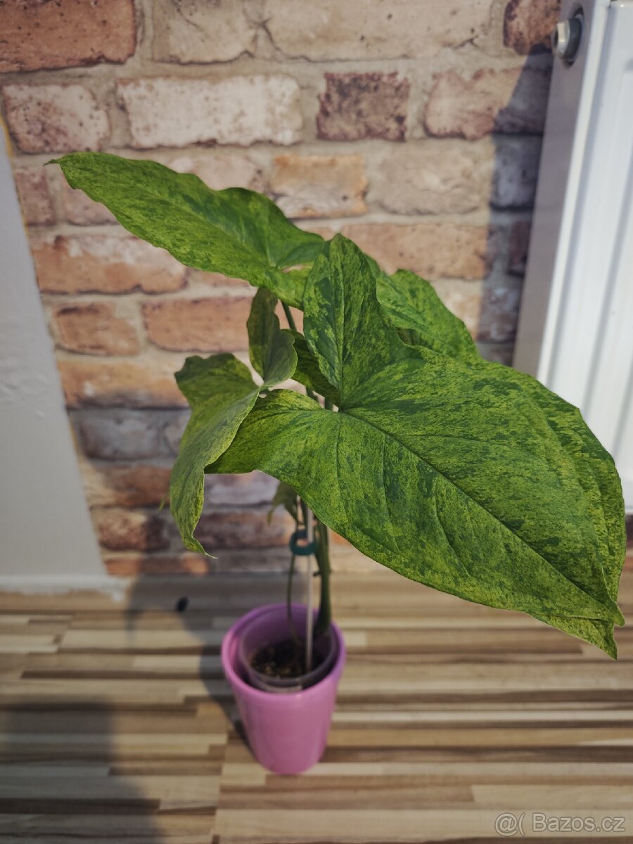 Syngonium podophyllum Mojito