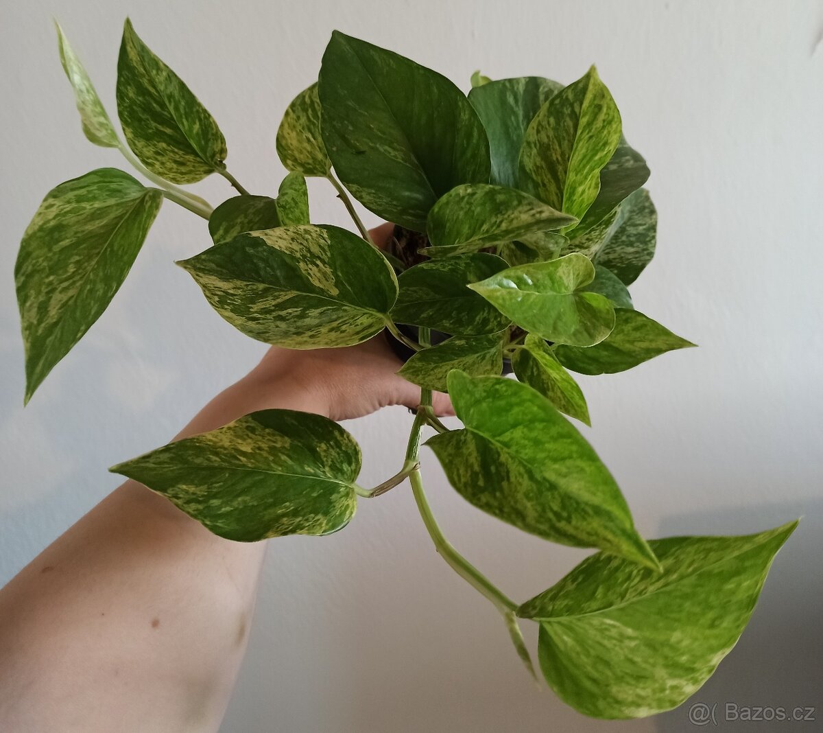 Epipremnum marble queen