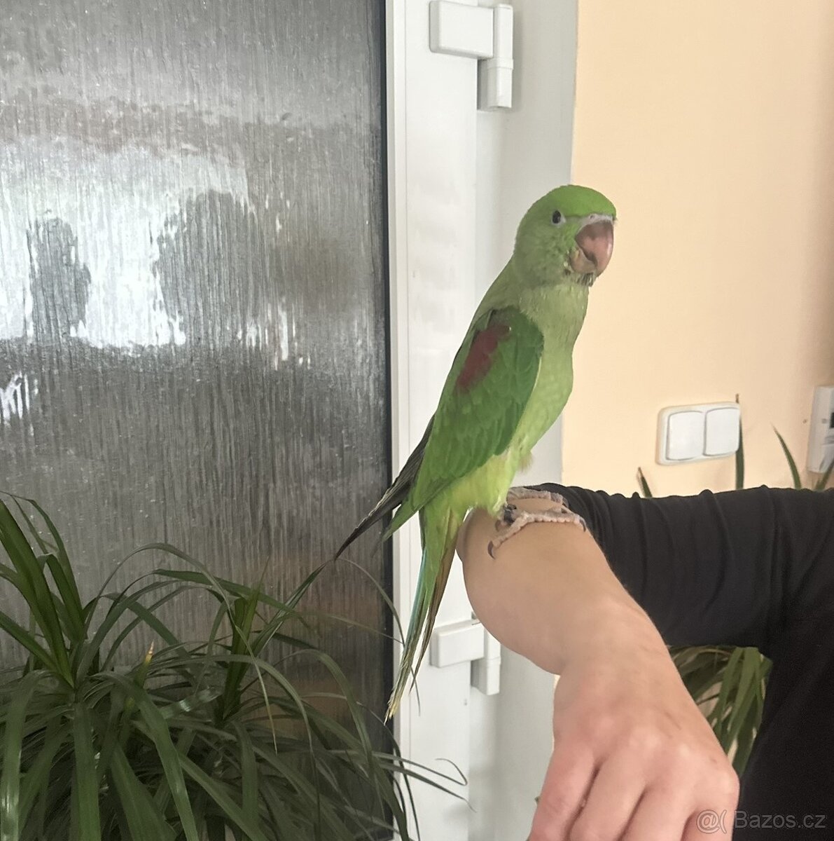 Prodám ručně dokrmeného papouška - Alexandr velký