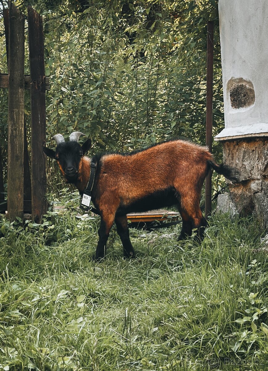 Holandský kozlík