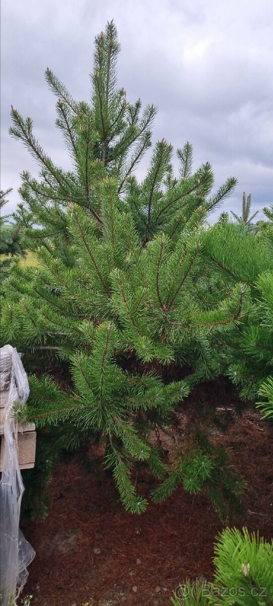 Borovice pokroucená Murrayana 250cm