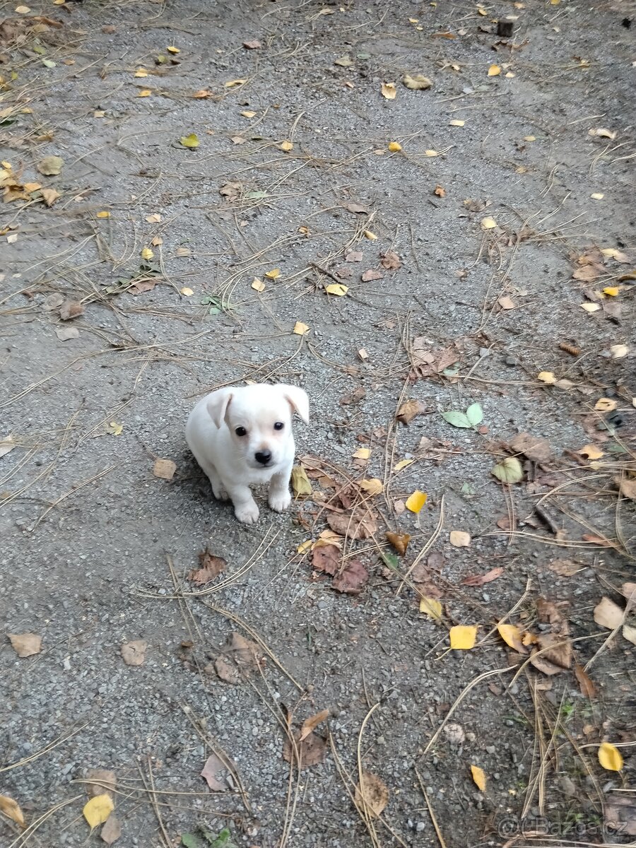 Prodávám mini čivavu