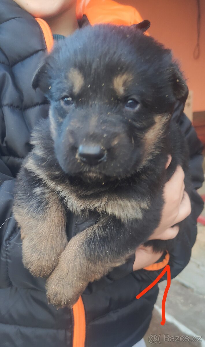 Štěně německý ovčák bez PP