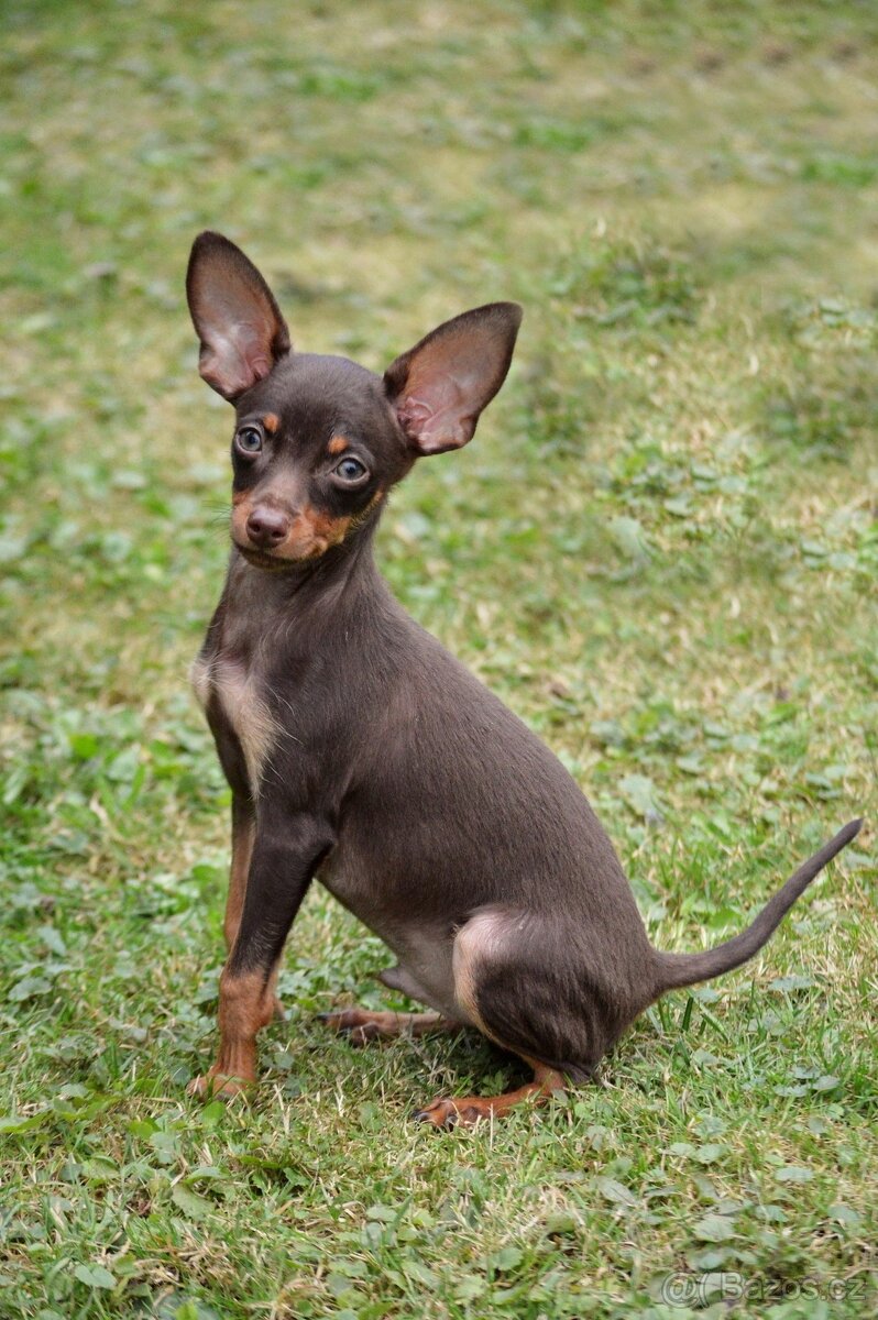 Pražský krysařík s PP FCI