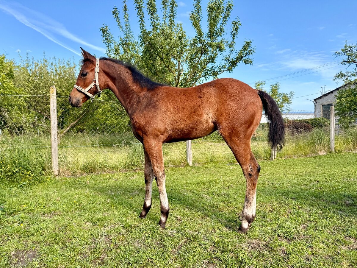 Kobylka Quarter Horse (AQH, QH)