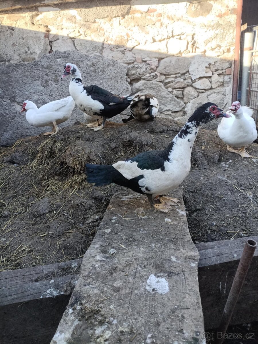 Kačer Pižmovka