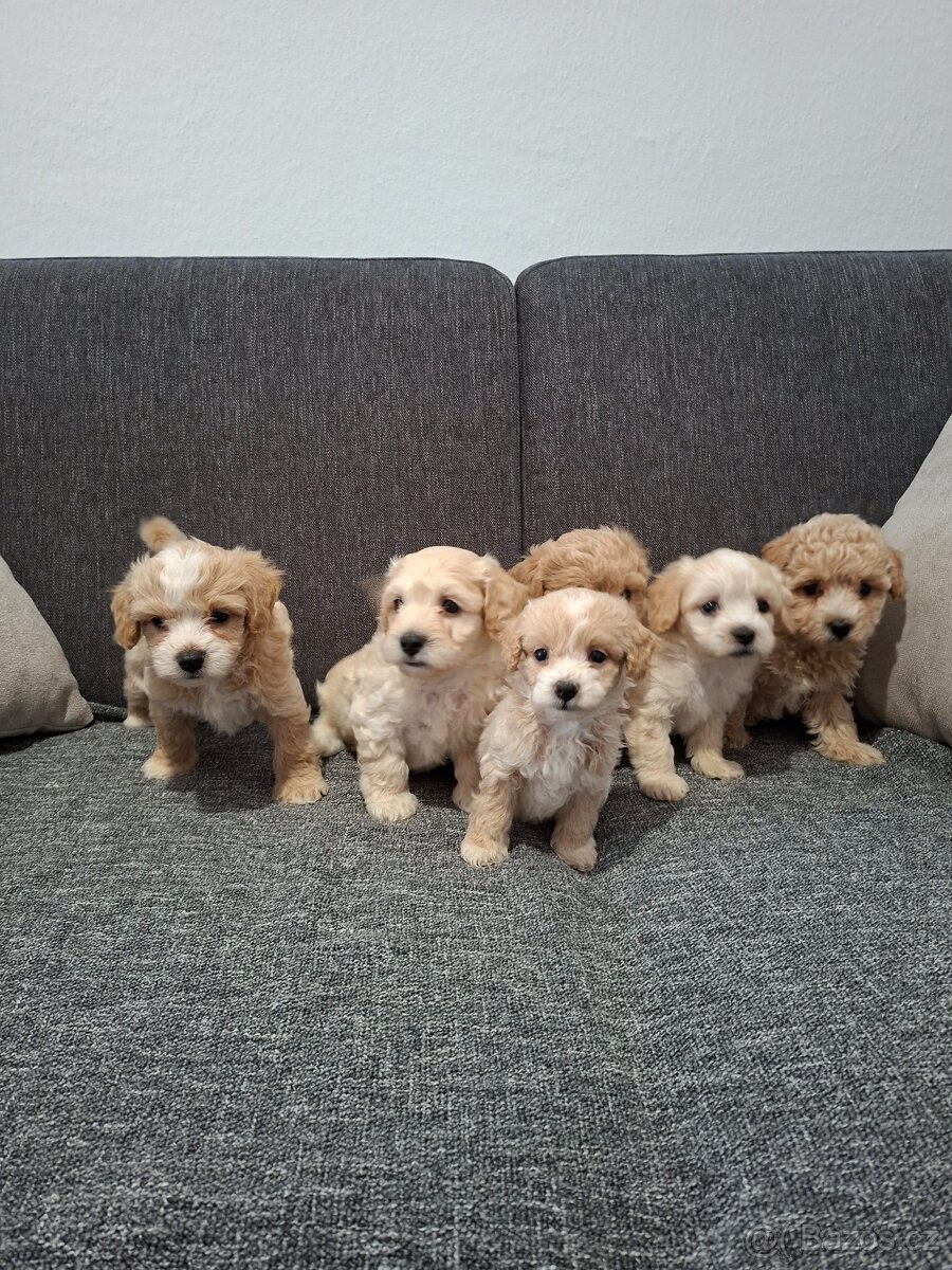 Maltipoo
