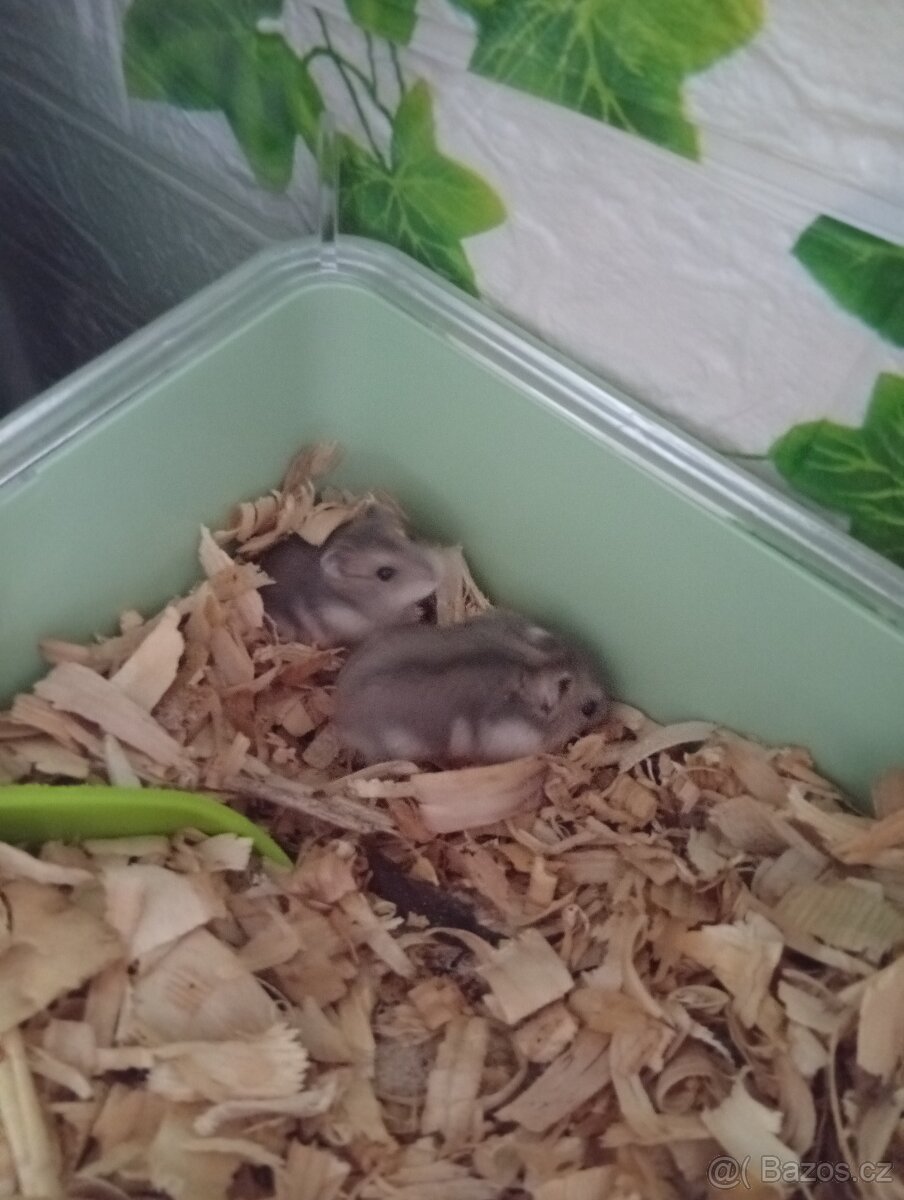 Mláďata křečků džungarských