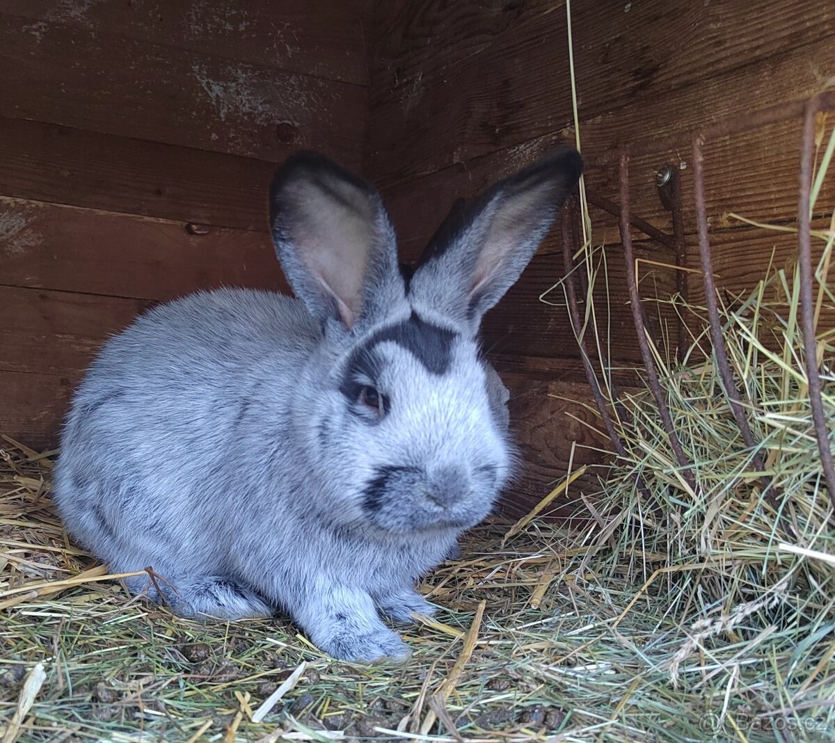 Velký světlý stříbřitý