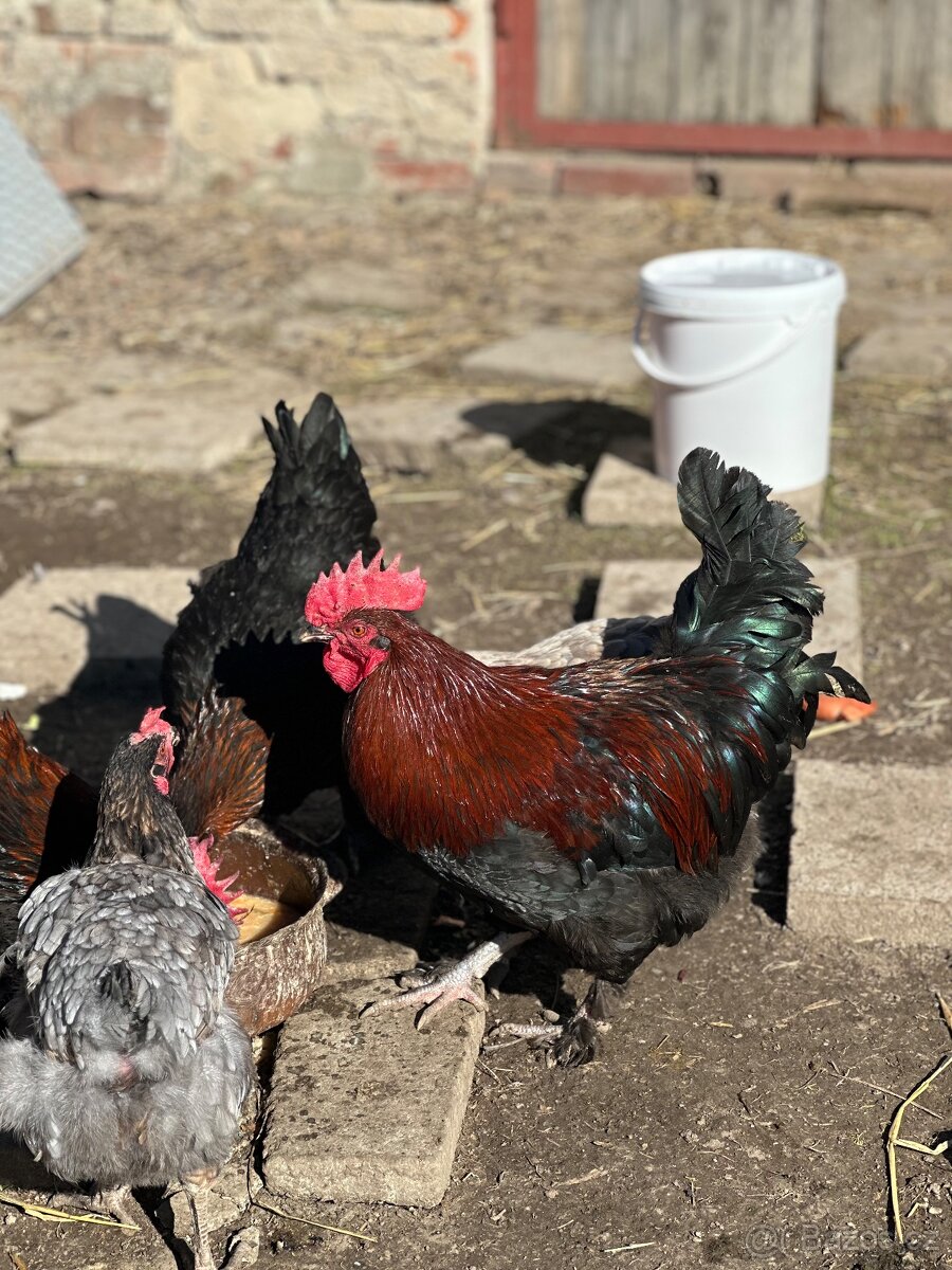 Krásný kohout Marans