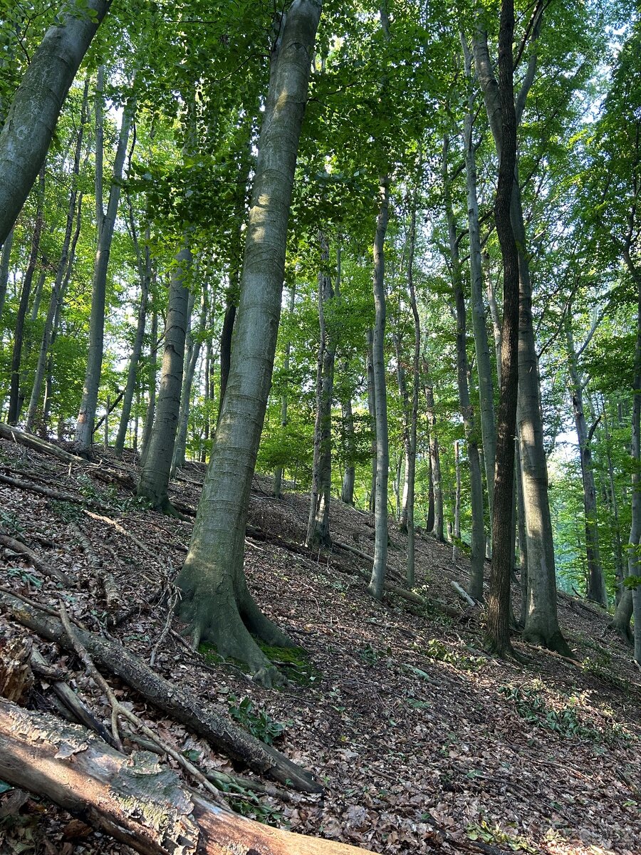 Lesní pozemek Žlutava