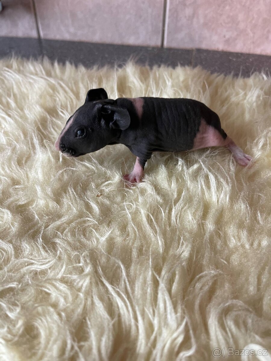 Skinny morče