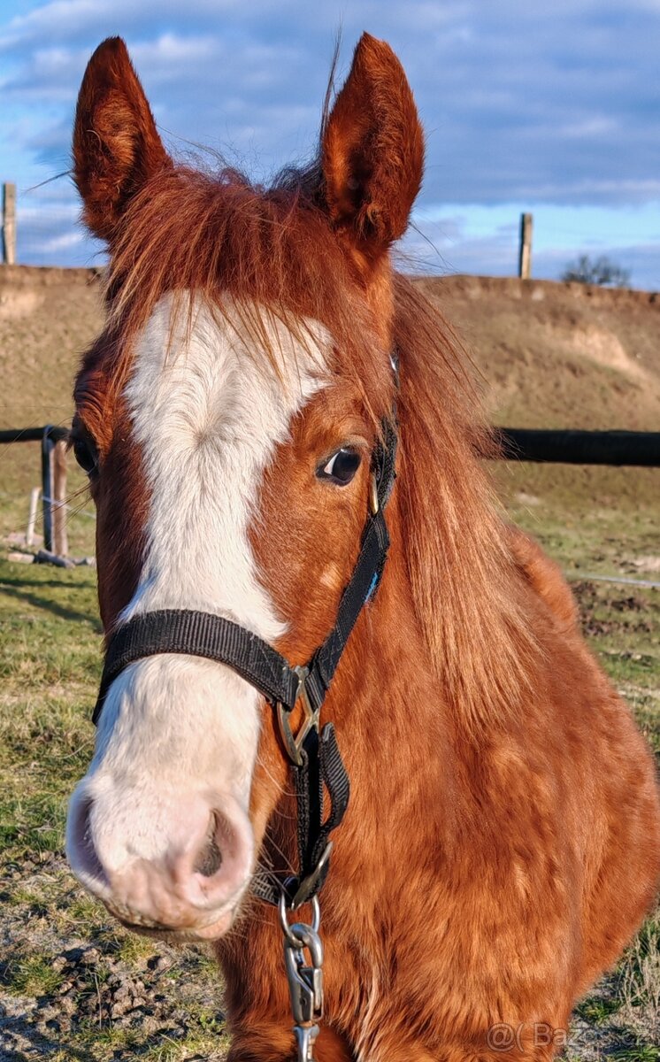 Paint horse