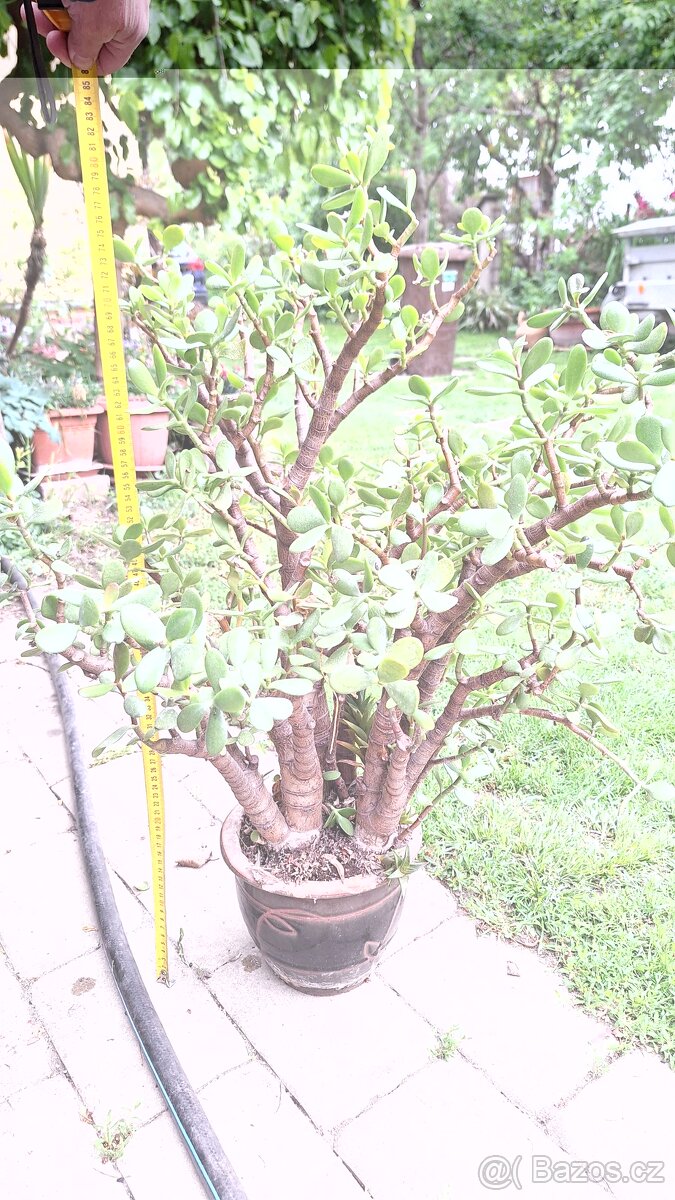 tlustice Crassula
